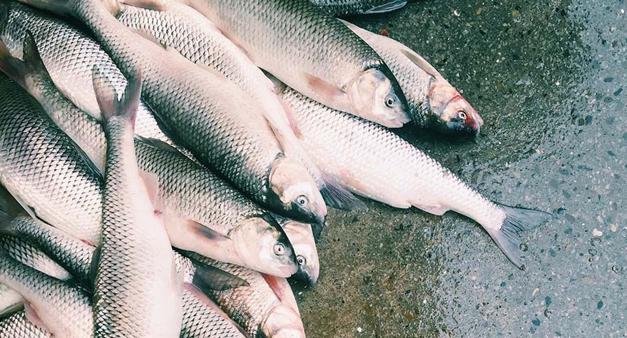 pescado-al-horno-temperatura